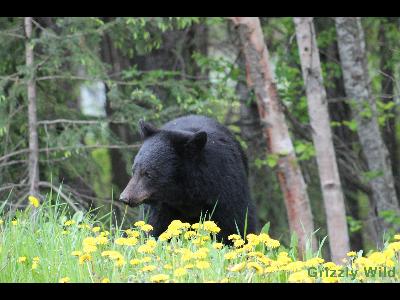 Black Bears