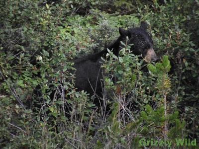 Black Bears