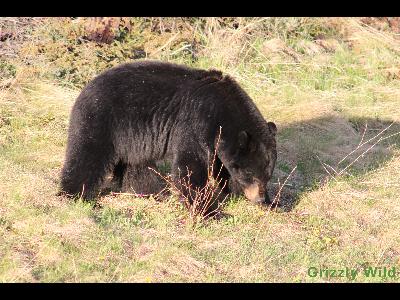 Black Bears