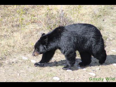 Black Bears