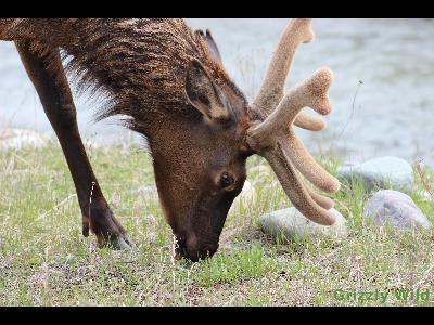 Elk