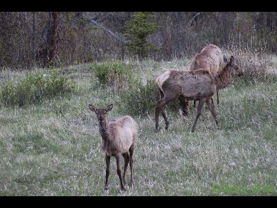 Elk