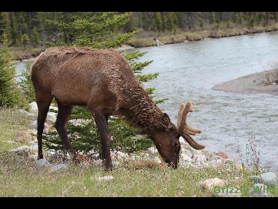 Elk