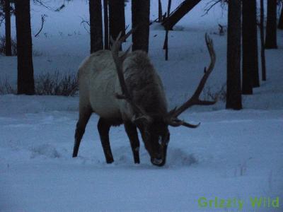 Elk