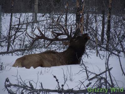 Elk