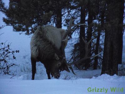 Elk