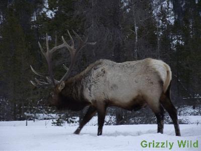 Elk