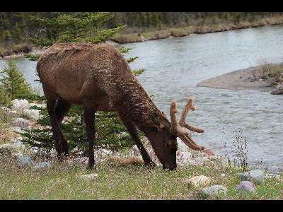 Elk