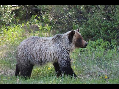 Grizzly Bears