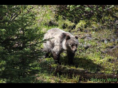 Grizzly Bears