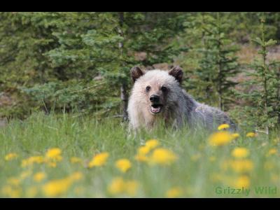 Grizzly Bears