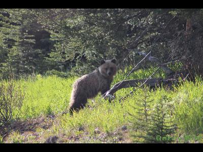 Grizzly Bears