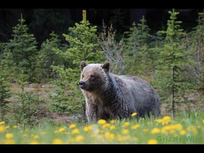 Grizzly Bears