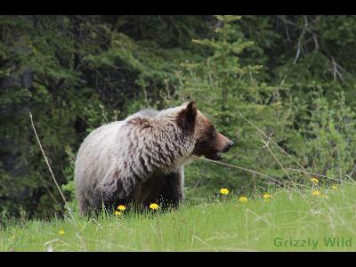 Grizzly Bears