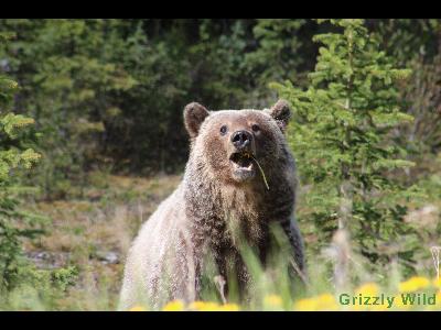 Grizzly Bears
