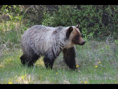Grizzly Bears