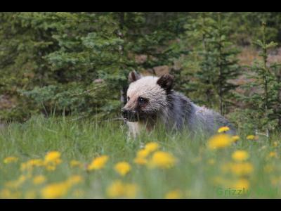 Grizzly Bears