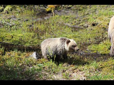 Grizzly Bears