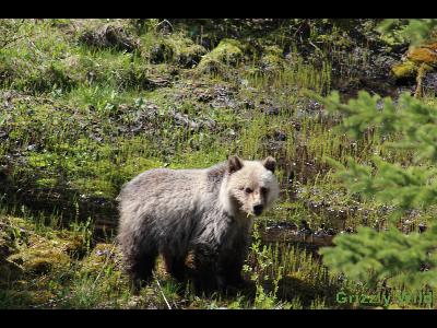 Grizzly Bears