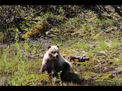 Grizzly Bears
