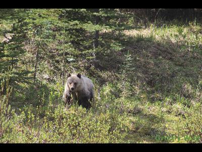 Grizzly Bears