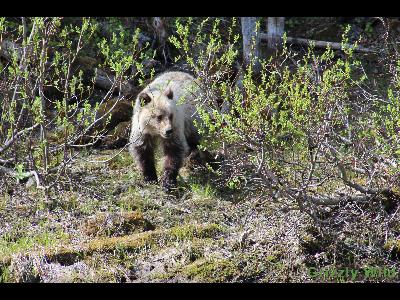 Grizzly Bears