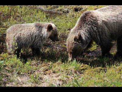 Grizzly Bears