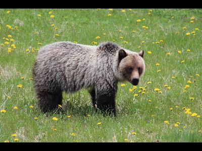 Grizzly Bears