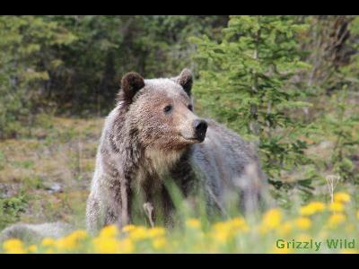 Grizzly Bears