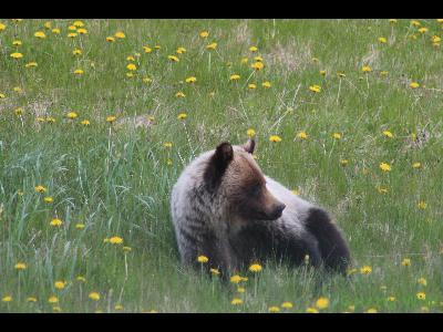 Grizzly Bears