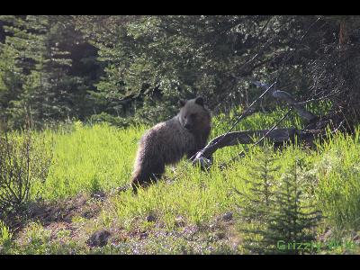 Grizzly Bears