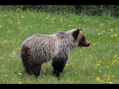 Grizzly Bears