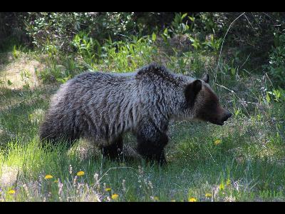 Grizzly Bears