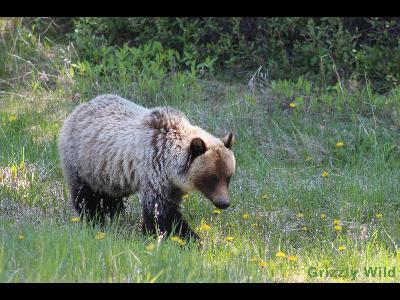 Grizzly Bears