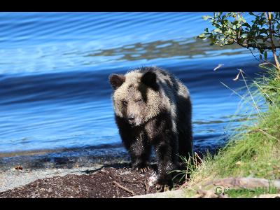 Grizzly Bears