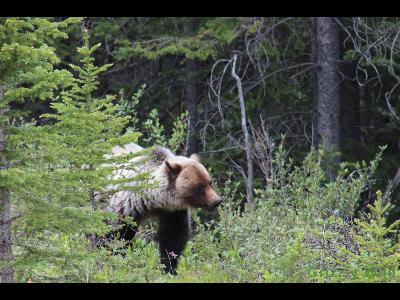 Grizzly Bears