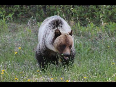 Grizzly Bears