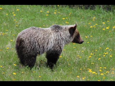 Grizzly Bears