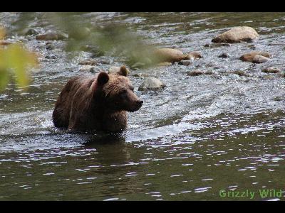 Grizzly Bears