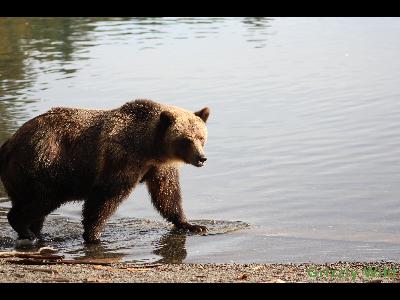 Grizzly Bears