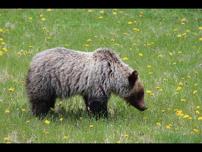 Grizzly Bears