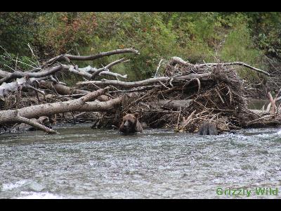 Grizzly Bears