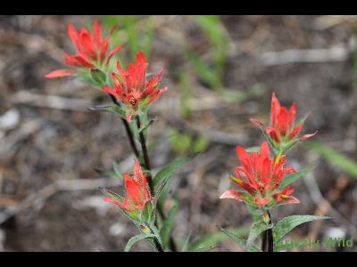 Wild Flowers & More