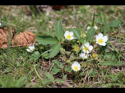 Wild Flowers & More