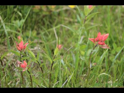 Wild Flowers & More