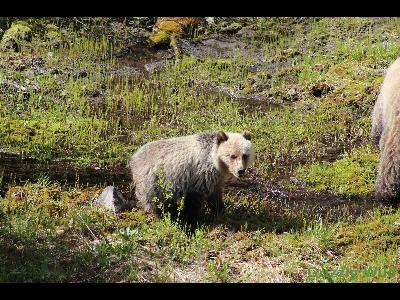 Grizzly Bears