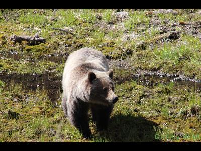 Grizzly Bears