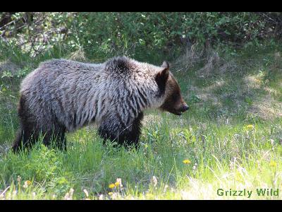 Grizzly Bears