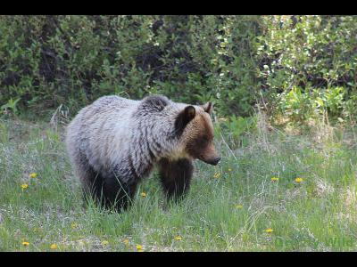 Grizzly Bears