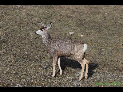 Deer